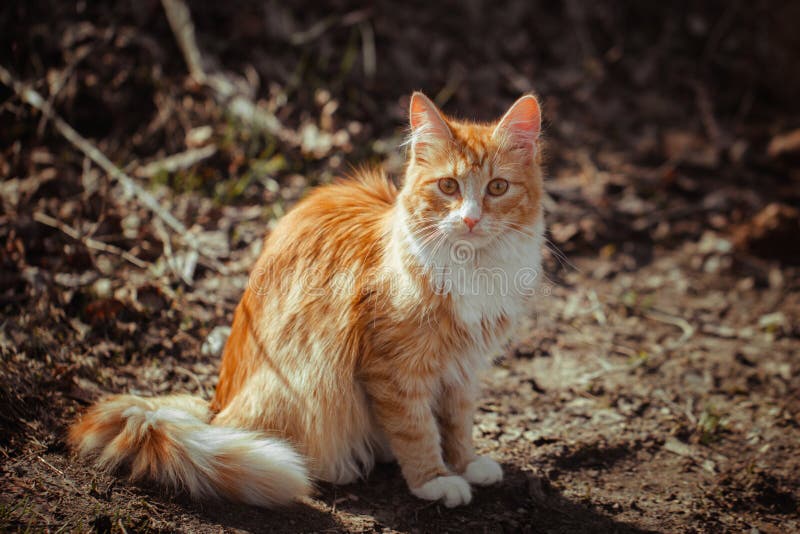 Rode gestreepte pluizige kattenzitting ter plaatse Een verdwaalde jonge kat met gember en wit bont Een eenzame kattenzitting en stock foto Rode gestreepte pluizige kattenzitting ter plaatse Een verdwaalde jonge kat met gember en wit bont Een eenzame kattenzitting en stock foto