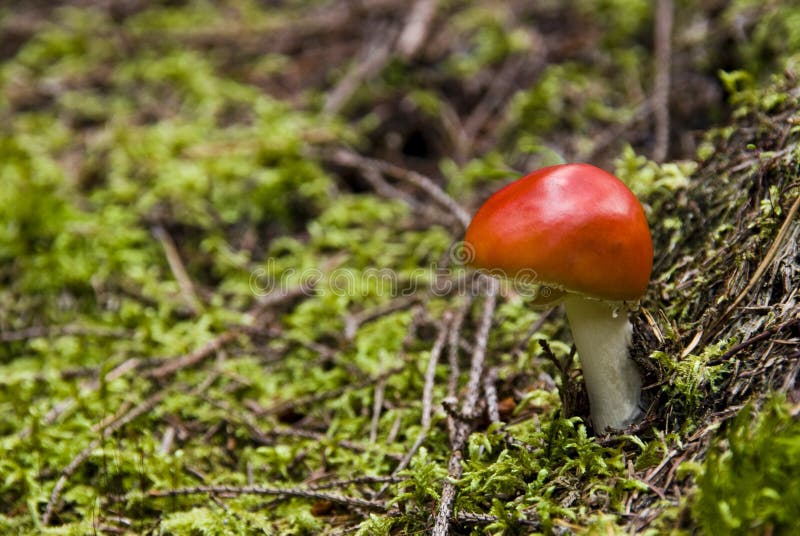 Mushroom with red cap standing in mossy forest. Mushroom with red cap standing in mossy forest