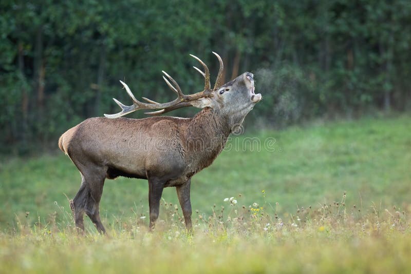 Red deer, cervus elaphus, exhaling vapor on grassland in autumn nature. Stag roaring on green field in fall from side. Brown mammal calling on pasture. Red deer, cervus elaphus, exhaling vapor on grassland in autumn nature. Stag roaring on green field in fall from side. Brown mammal calling on pasture.