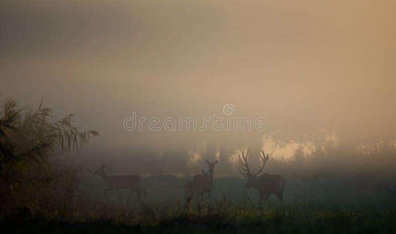 Rode herten met hinds in bos stock foto Rode herten met hinds in bos stock foto