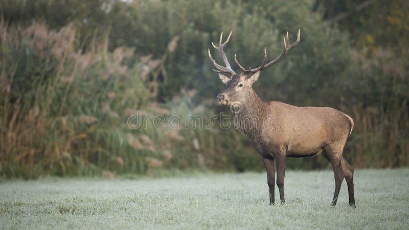 Alert red deer, cervus elaphus, stag standing on a frost covered meadow on an early morning in autumn. Wild herbivore with antlers looking aside and breathing out a vapor with copy space. Alert red deer, cervus elaphus, stag standing on a frost covered meadow on an early morning in autumn. Wild herbivore with antlers looking aside and breathing out a vapor with copy space.