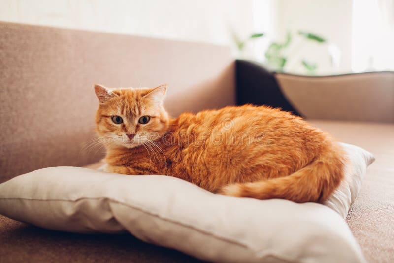 Rode kat die op het hoofdkussen op bank thuis liggen royalty-vrije stock afbeelding Rode kat die op het hoofdkussen op bank thuis liggen royalty-vrije stock afbeelding