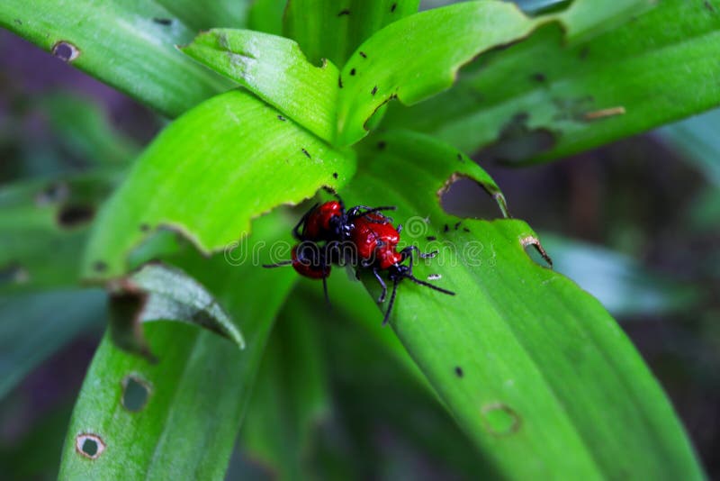Rode kevers spelen op groene bladeren royalty-vrije stock afbeelding