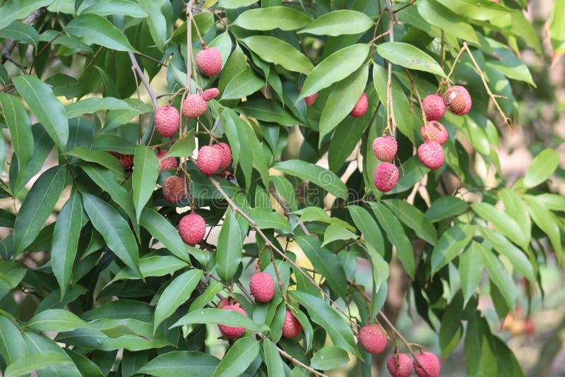 rode litchi en groene lippen royalty-vrije stock afbeeldingen rode litchi en groene lippen royalty-vrije stock afbeeldingen