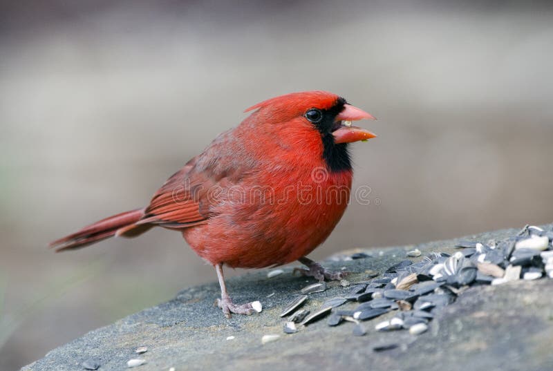 Rode mannelijke Noordelijke Hoofdvogel die zaad, Athene GA, de V.S. eten
