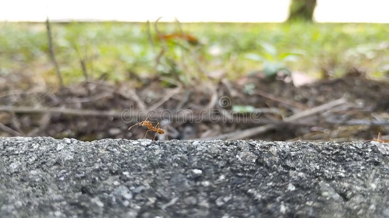 Rode mieren lopen op de betonnen hand.