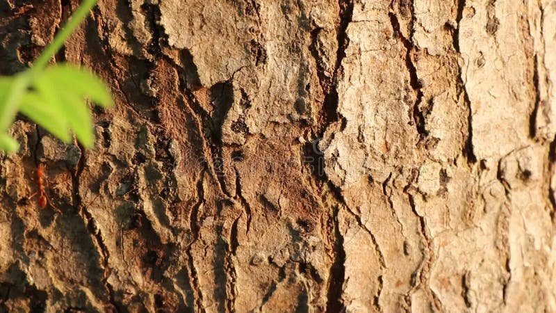 Rode mierengang op een rij op de schors van bomen in de ochtend