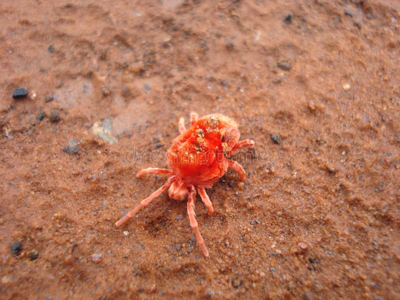 Rode mijt Trombidiformes stock foto. Image