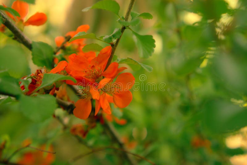 Roodoranje bloeiende struik, Chaenomeles stock afbeeldingen