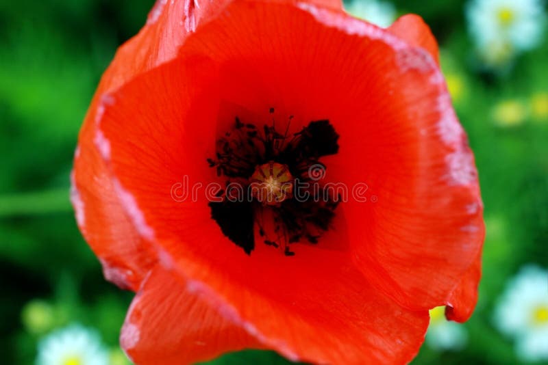 Rode klaproos royalty-vrije stock foto