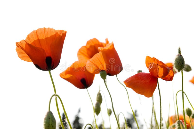 Red poppies isolated on white background. Red poppies isolated on white background