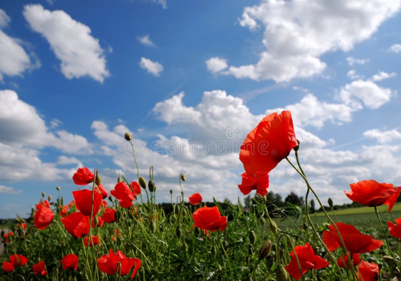 Rode papavers en blauwe hemel stock afbeeldingen Rode papavers en blauwe hemel stock afbeeldingen