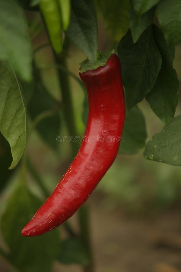 Rode peper stock foto