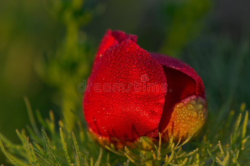 Rode pioenroos royalty-vrije stock foto's