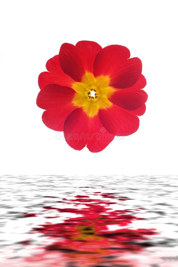 Rode primulabloem stock fotografie