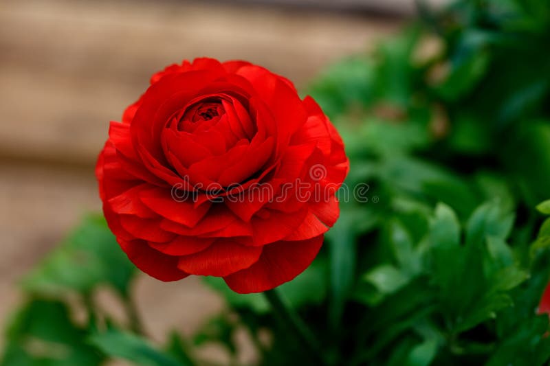 Red ranunculus typically bloom approximately 90 days after planting. Once flowering begins, you can expect to get flowers for 4 to 6 weeks. Red ranunculus typically bloom approximately 90 days after planting. Once flowering begins, you can expect to get flowers for 4 to 6 weeks