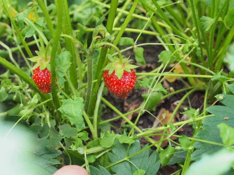 Rode rijpende aardbeien op de struiken van de installatie De zomer royalty-vrije stock foto Rode rijpende aardbeien op de struiken van de installatie De zomer royalty-vrije stock foto