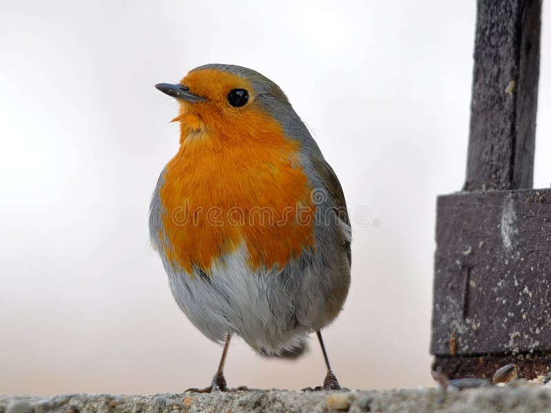 Roodborst en voederbak royalty-vrije stock foto