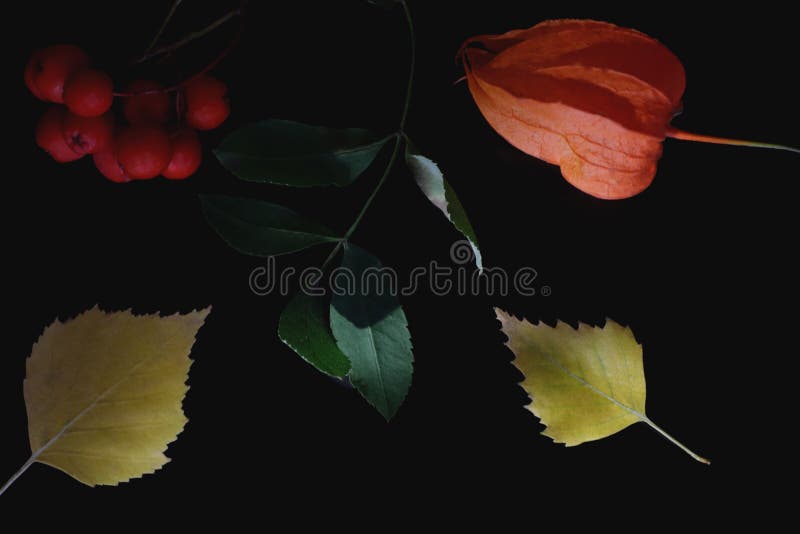 Gele bladeren, rode lijnbesbessen op een donkere achtergrond in de herfst, herfstachtergrond stock afbeelding