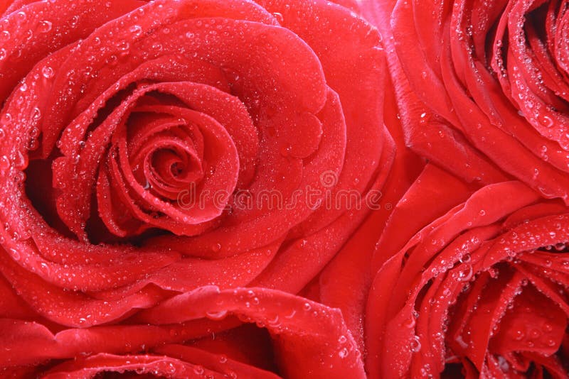 Close-up of red roses. Close-up of red roses