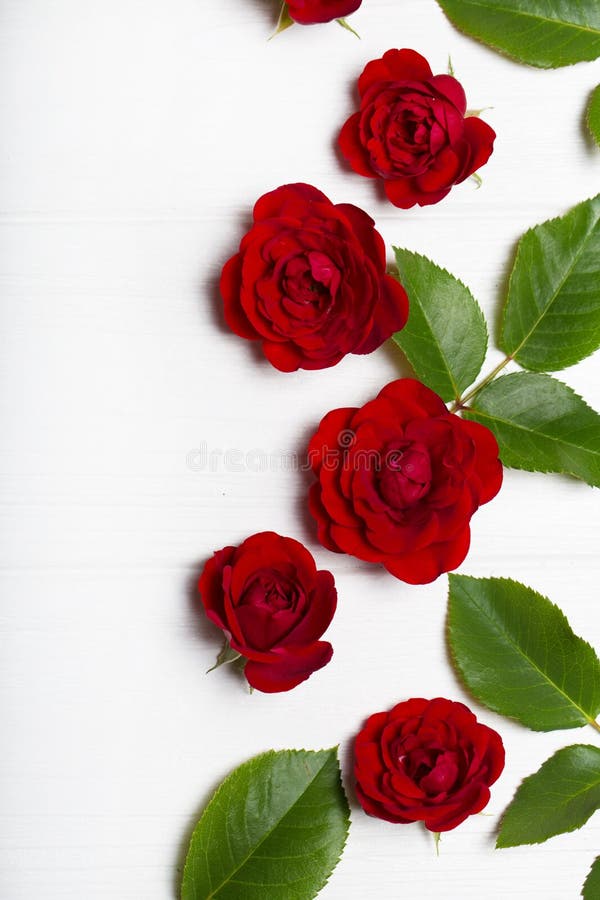 Rode rozen en groene bladeren op een witte houten lijst Uitstekende Flor royalty-vrije stock afbeeldingen Rode rozen en groene bladeren op een witte houten lijst Uitstekende Flor royalty-vrije stock afbeeldingen