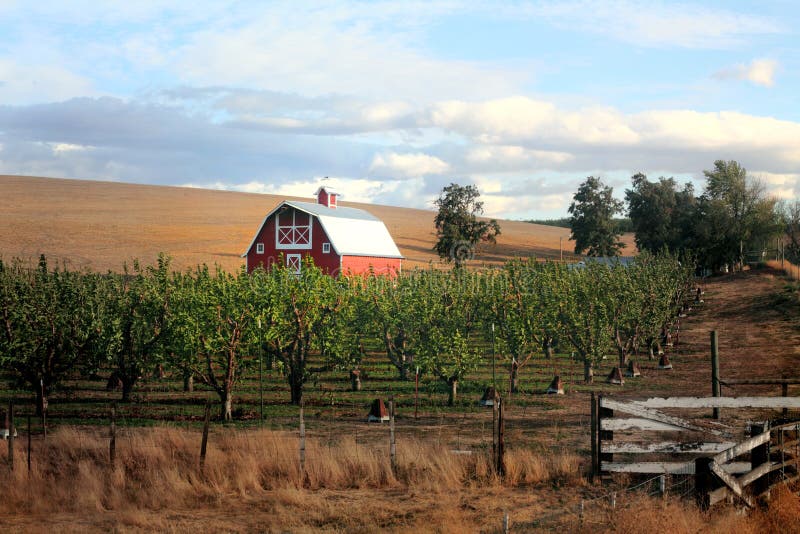 A nice red barn with common white trim details. Golden wheat field in background and a fruit tree orchard, fence with wooden gate in the foreground. A nice red barn with common white trim details. Golden wheat field in background and a fruit tree orchard, fence with wooden gate in the foreground.