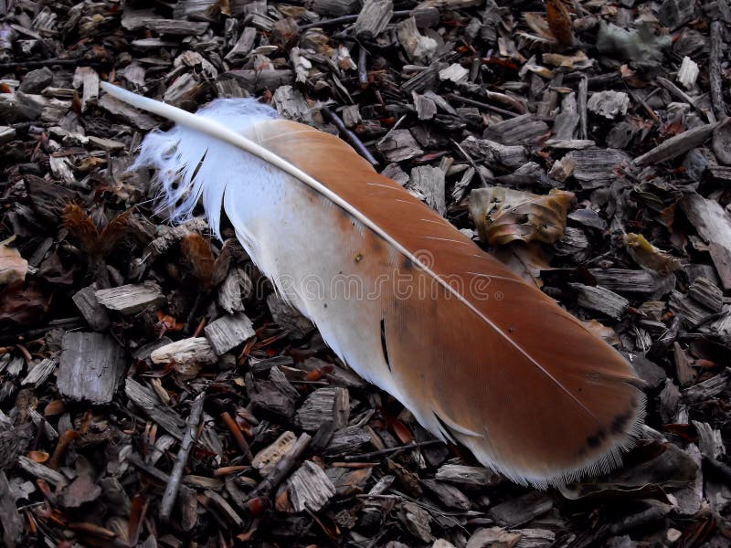 Rode Staart Hawk Feather stock foto's Rode Staart Hawk Feather stock foto's