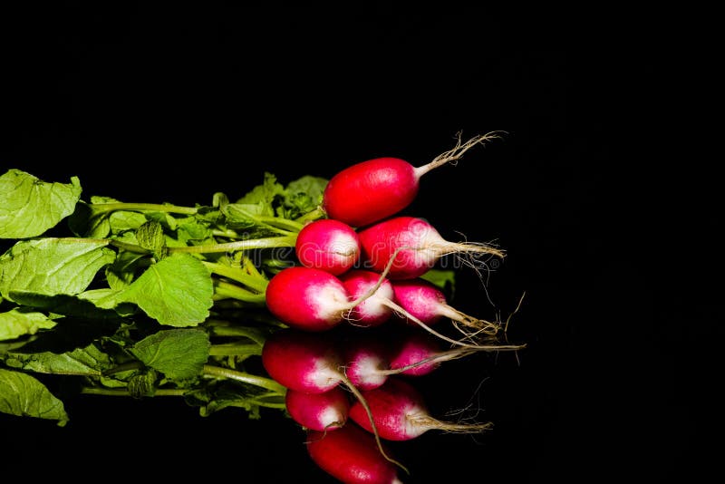 Rode Tuinradijs Die Op Zwarte Achtergrond Wordt Ge Soleerd Stock Afbeelding Afbeelding Bestaande Uit Vers Zwart Rode Tuinradijs Die Op Zwarte Achtergrond Wordt Ge Soleerd Stock Afbeelding Afbeelding Bestaande Uit Vers Zwart