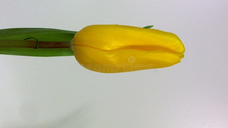 Rode tulp drie tegen een bruine achtergrond stock videobeelden