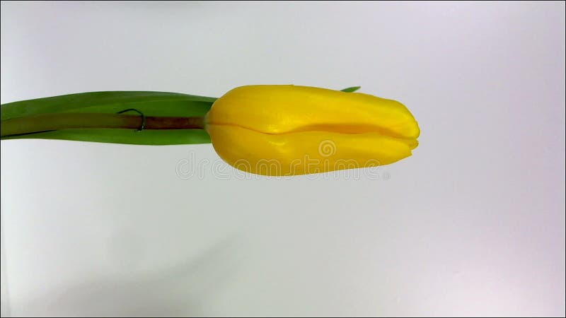 Rode tulp drie tegen een bruine achtergrond stock footage
