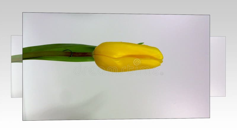 Rode tulp drie tegen een bruine achtergrond stock videobeelden