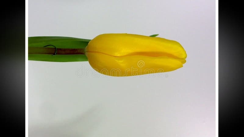 Rode tulp drie tegen een bruine achtergrond stock video