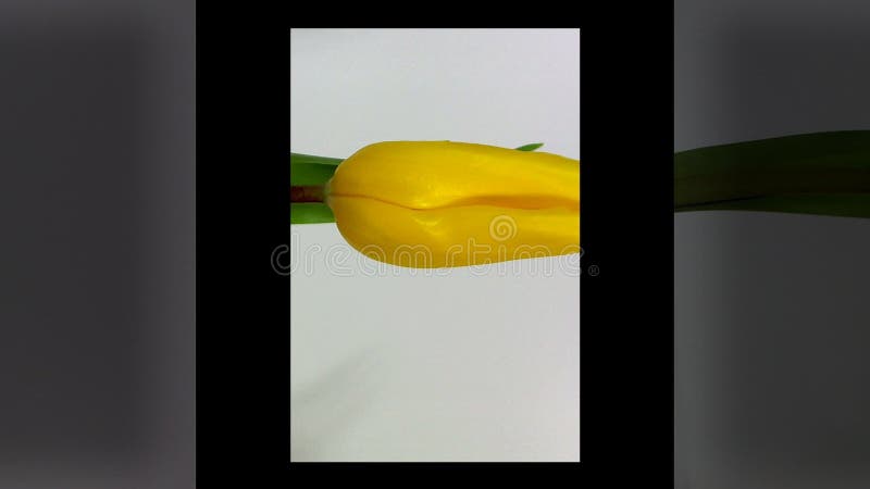 Rode tulp drie tegen een bruine achtergrond stock video