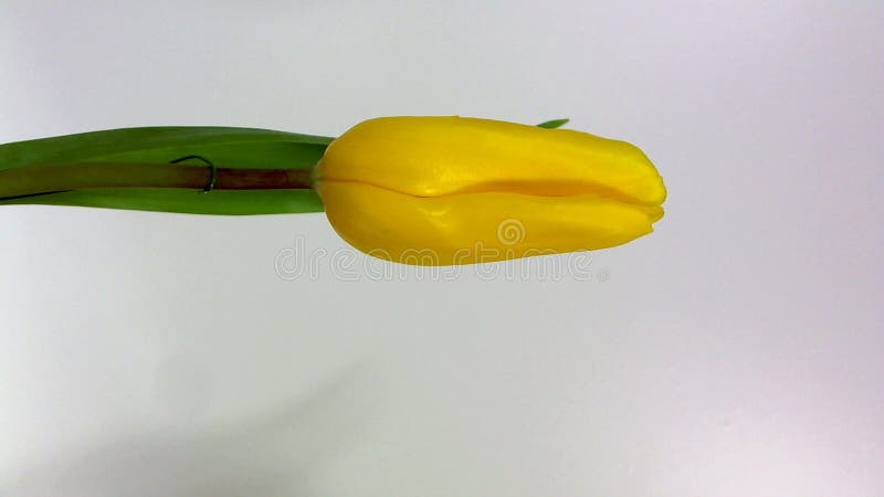 Rode tulp drie tegen een witte achtergrond stock footage