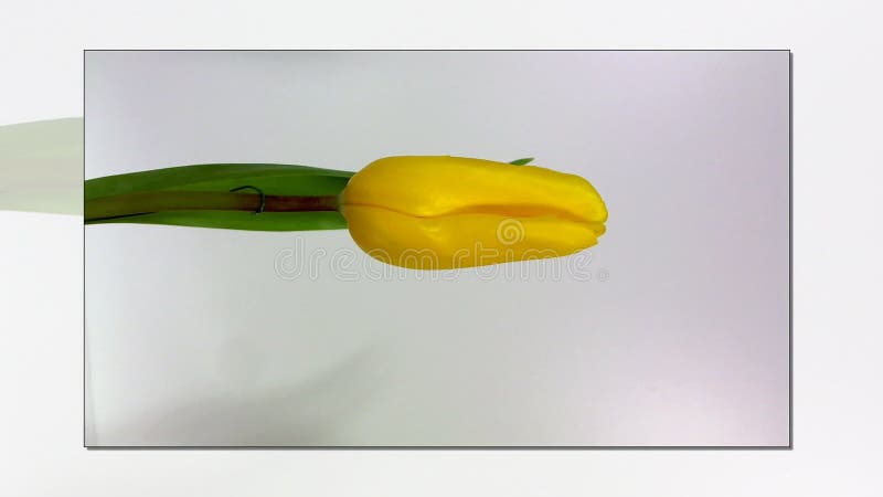 Rode tulp drie tegen een witte achtergrond stock videobeelden