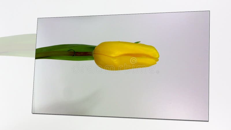 Rode tulp drie tegen een witte achtergrond stock video