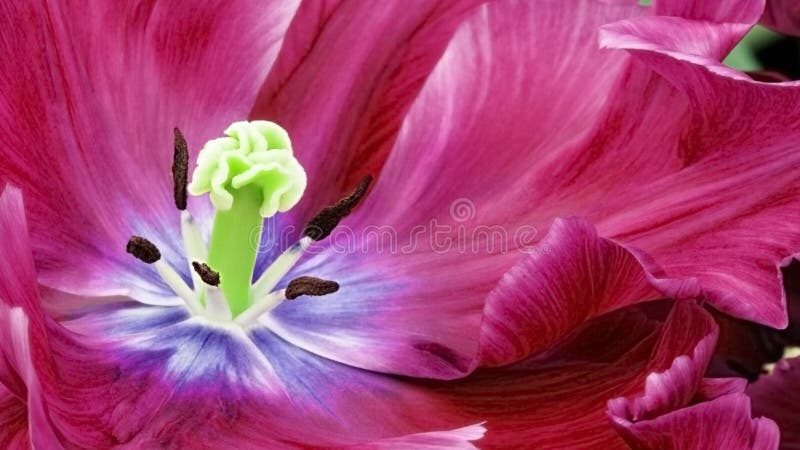 Rode Tulp royalty-vrije stock foto