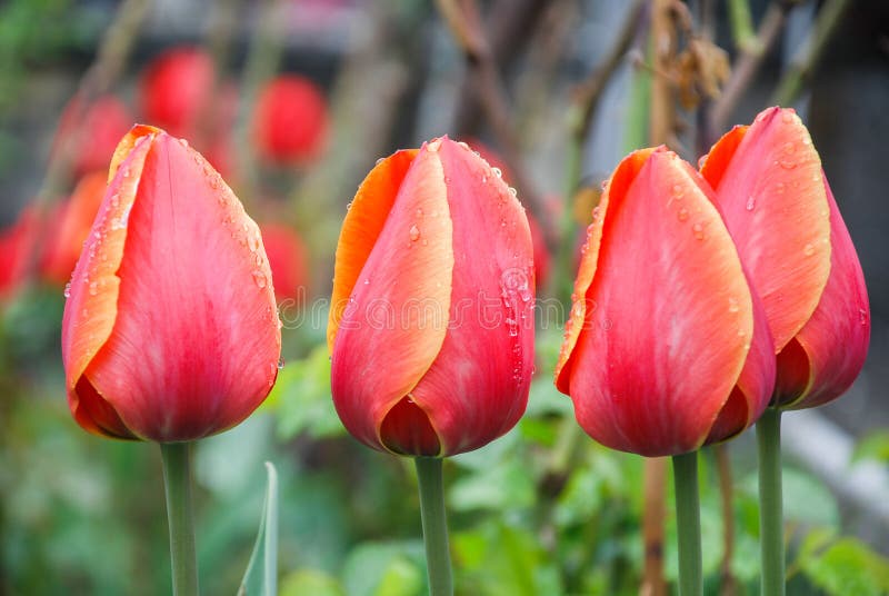 Rode tulpen op groene achtergrond, bladeren, waterdalingen royalty-vrije stock fotografie Rode tulpen op groene achtergrond, bladeren, waterdalingen royalty-vrije stock fotografie