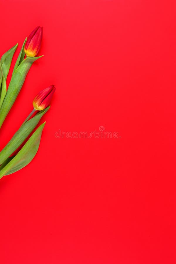 Rode tulpen op rode achtergrond royalty-vrije stock foto's Rode tulpen op rode achtergrond royalty-vrije stock foto's