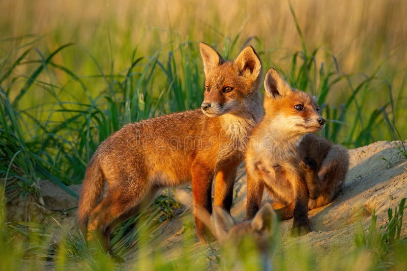 Rode vos, vulpes vulpes, kleine jonge welpen dichtbij hol die merkwaardig rond weatching stock foto Rode vos, vulpes vulpes, kleine jonge welpen dichtbij hol die merkwaardig rond weatching stock foto