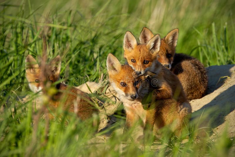 Rode vos, vulpes vulpes, kleine jonge welpen dichtbij hol die merkwaardig rond weatching stock afbeelding Rode vos, vulpes vulpes, kleine jonge welpen dichtbij hol die merkwaardig rond weatching stock afbeelding