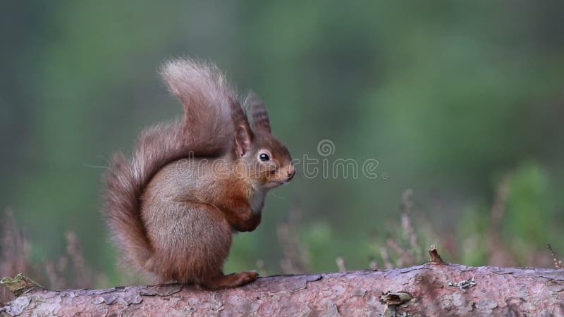 Rode Vulgaris eekhoorn, Sciurus, zitting en het lopen langs pijnboomtak dichtbij heide in de bossen van nationale rookkwartsen, S