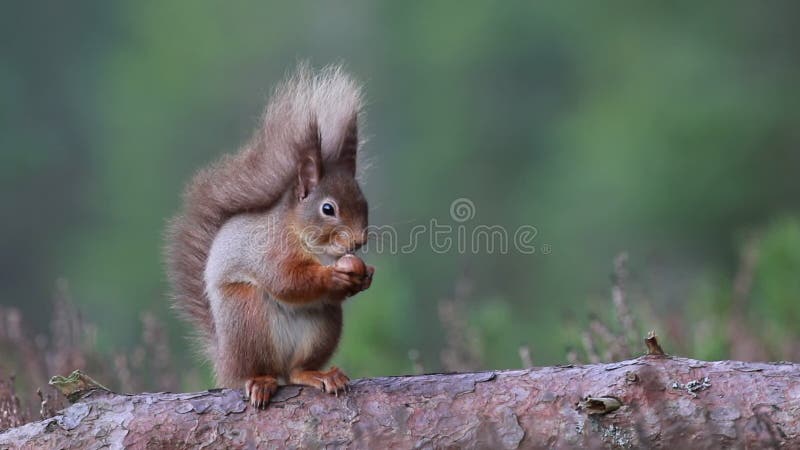 Rode Vulgaris eekhoorn, Sciurus, zitting en het lopen langs pijnboomtak dichtbij heide in de bossen van nationale rookkwartsen, S