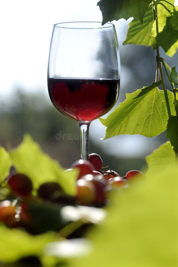 Red wine glass in the garden with grapes. Red wine glass in the garden with grapes