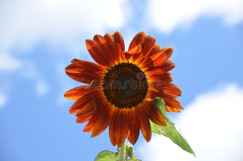Rode zonnebloem stock fotografie Rode zonnebloem stock fotografie