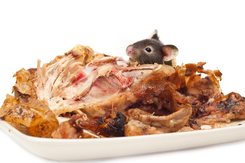 Rodent Eating Cooked Chicken Stock Image Image of white, looking 16737087