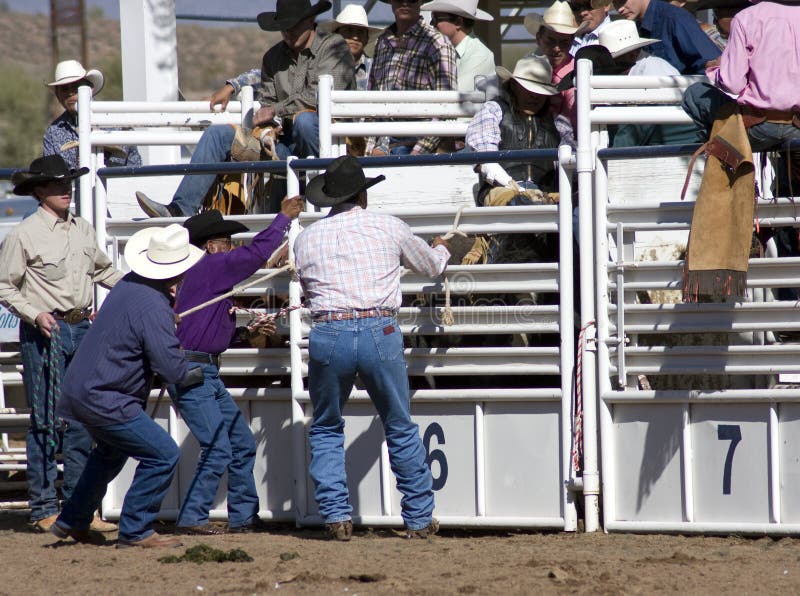 Rodeos are very popular in the western states of the United States. One of the most popular rodeo events is bronc (bucking horse) riding. Rodeos are very popular in the western states of the United States. One of the most popular rodeo events is bronc (bucking horse) riding.