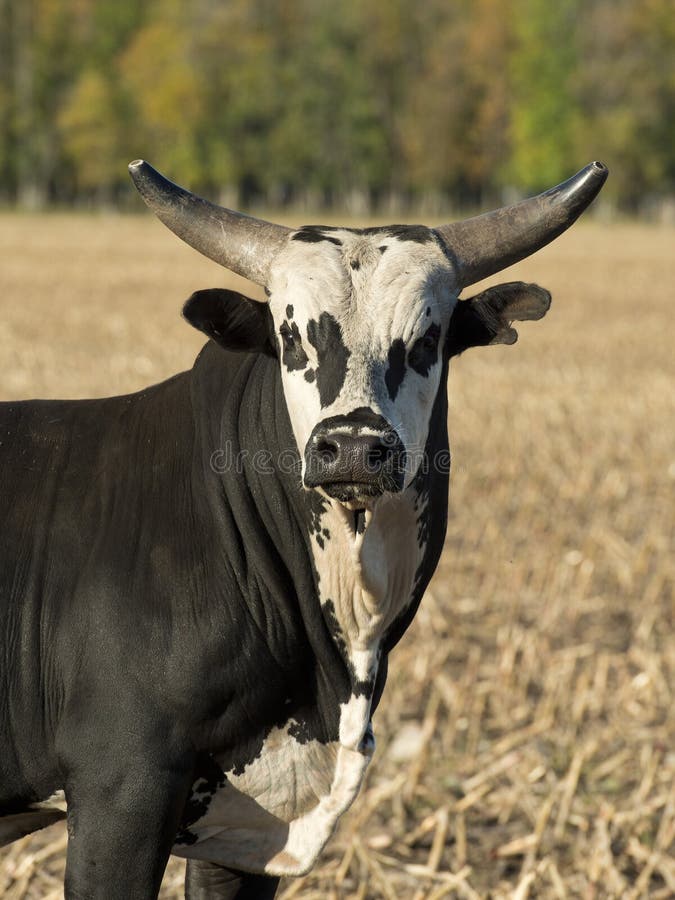 Un toro da rodeo in un pascolo.