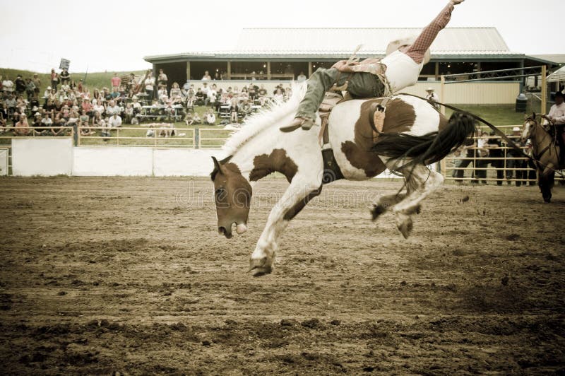 Horse at a rodeo in alberta canada. cowboy is getting bucked off. Horse at a rodeo in alberta canada. cowboy is getting bucked off