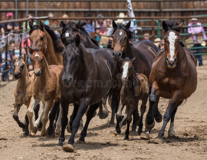 Rodeo horses run loose in the Cottonwood, California rodeo.